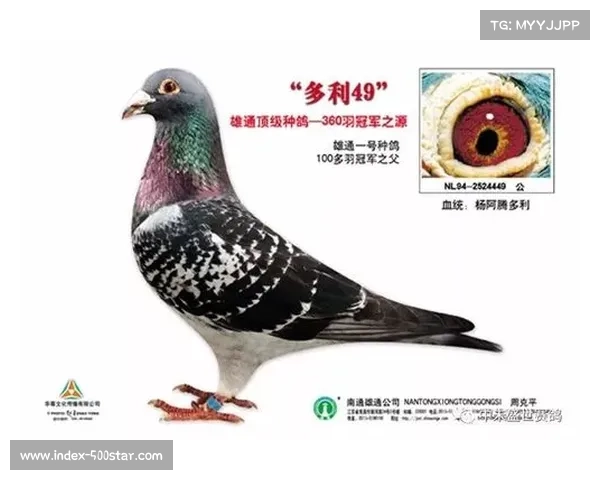 澳大利亚拳手伍德布里奇成功卫冕WBA亚洲赛事冠军再创辉煌 澳大利亚拳手伍德布里奇成功卫冕WBA亚洲赛事冠军再创辉煌